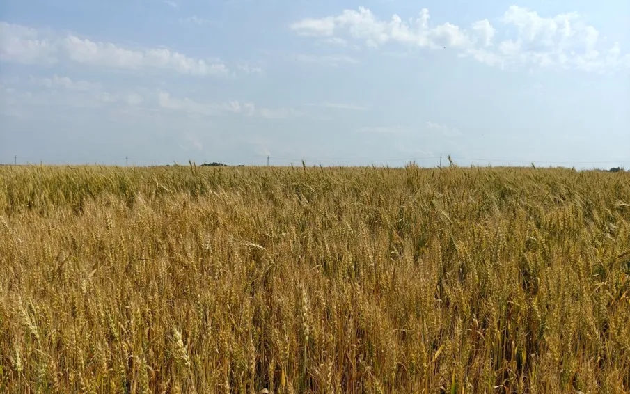 Посевная кампания в Нижегородской области завершена